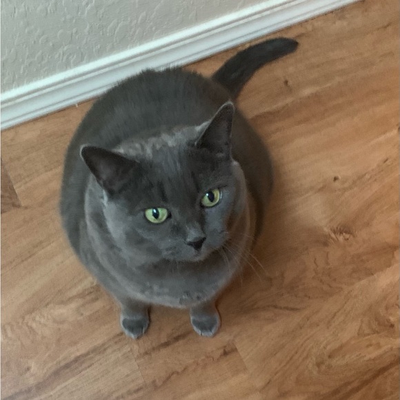 Meet your Posher, Sherry - Picture 8 of 11